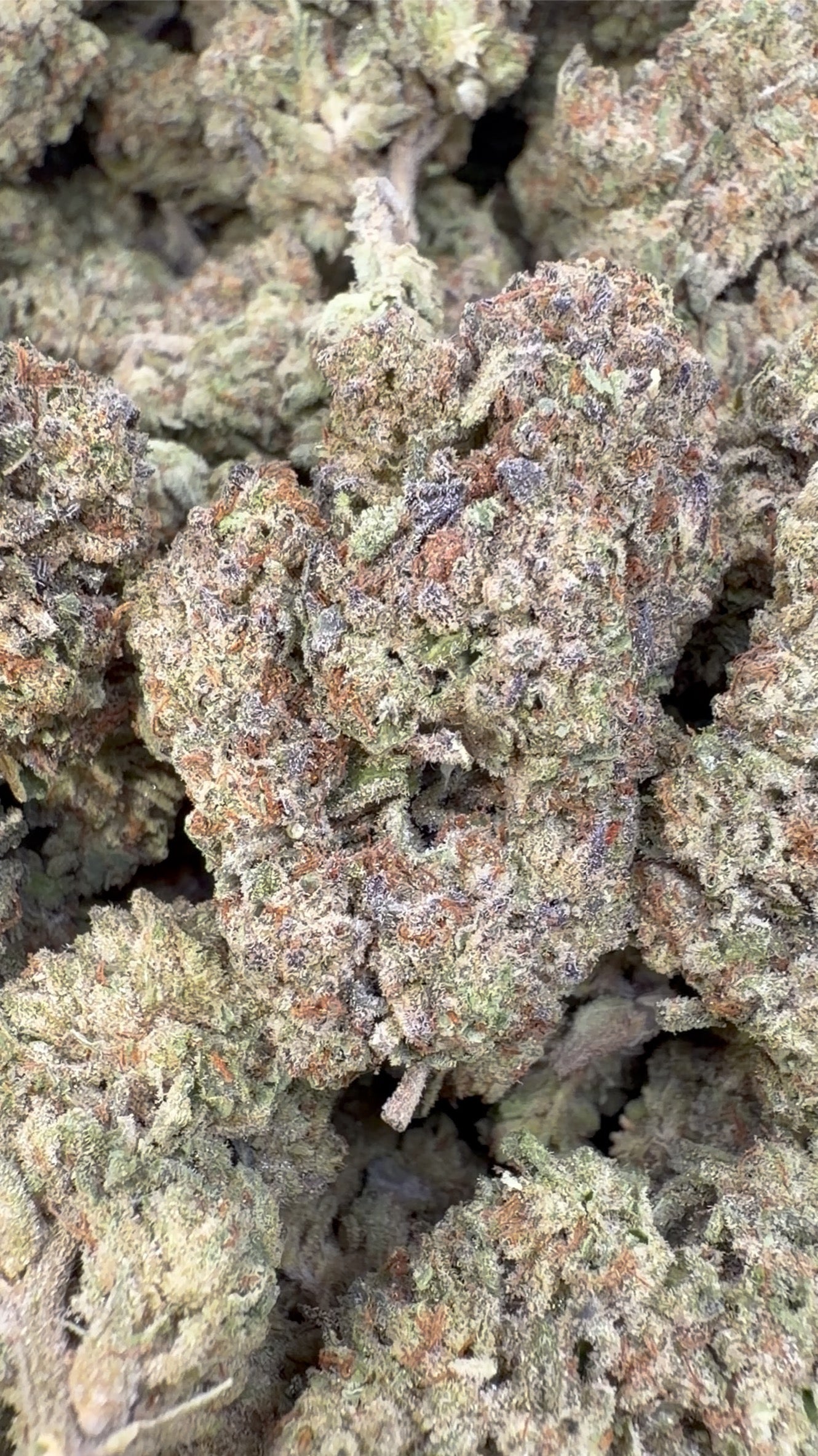 Hella Jelly - Bulk  - Sativa