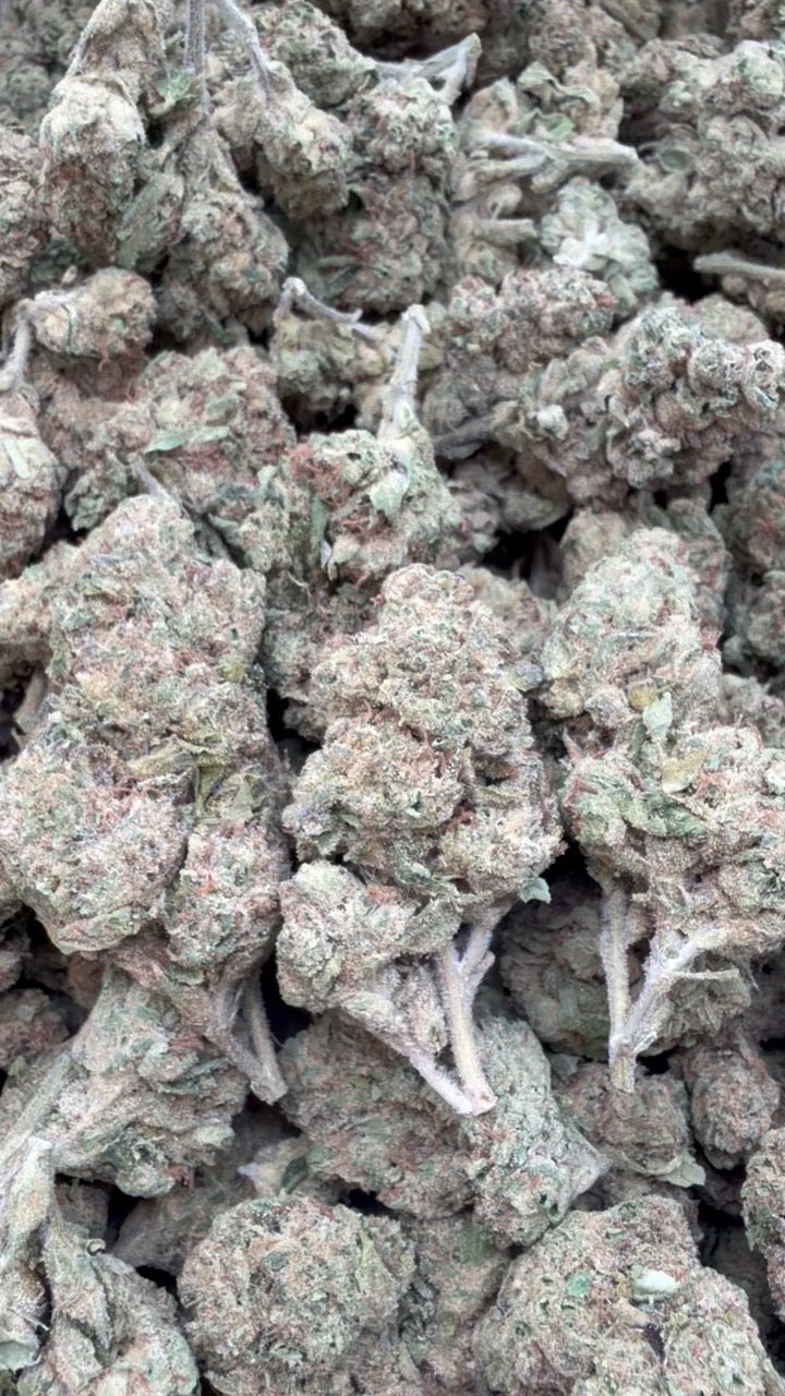 Zlushies - Bulk - Indica