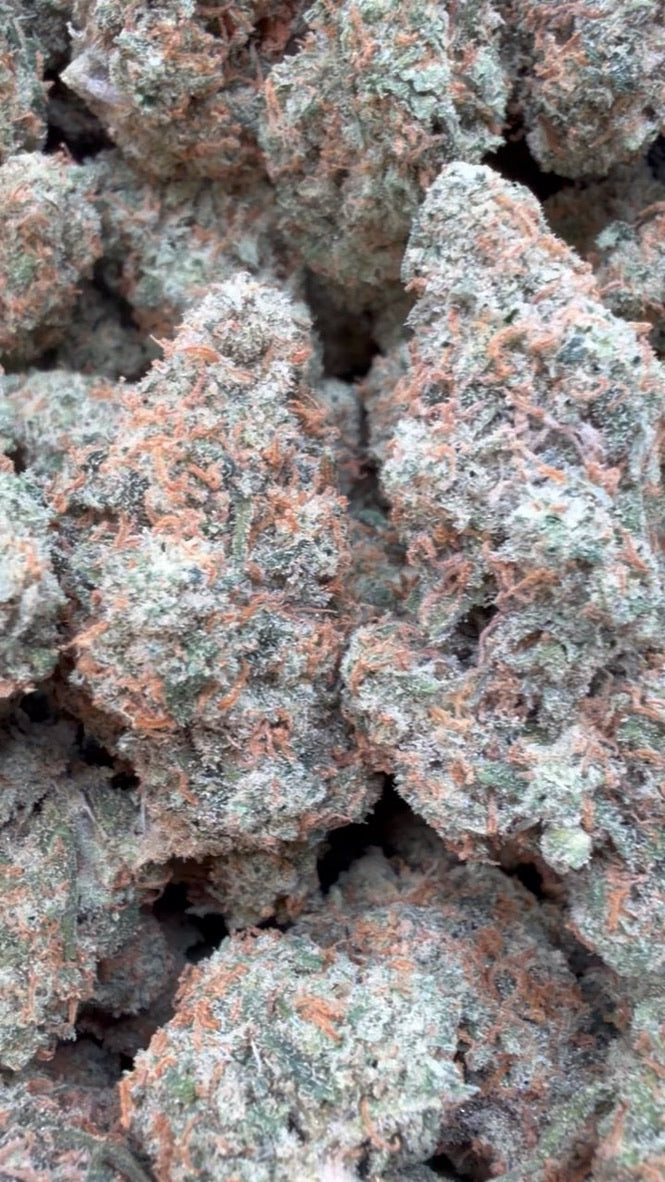 Super Jack Indoor - Bulk - Hybrid