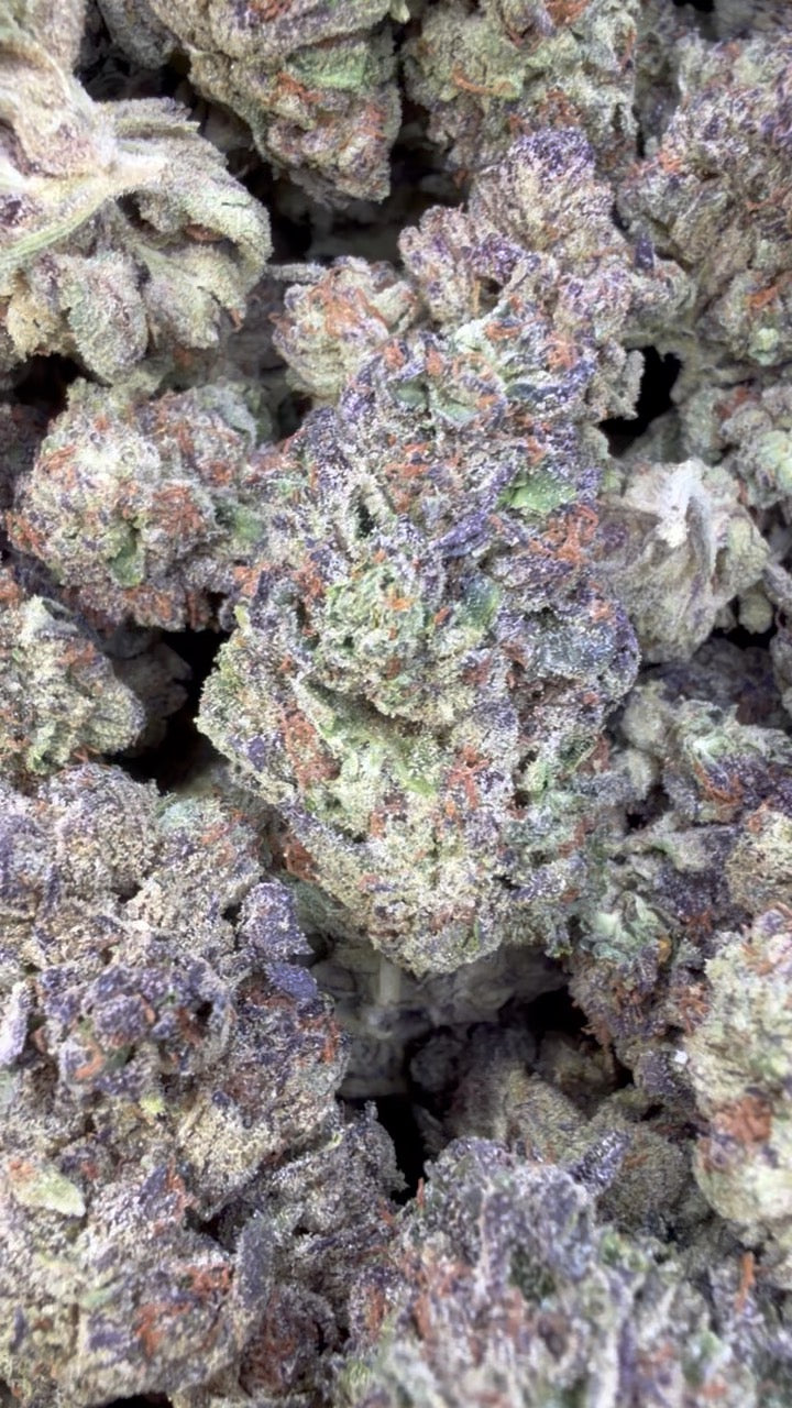 Fidel Runtz - Bulk - Hybrid