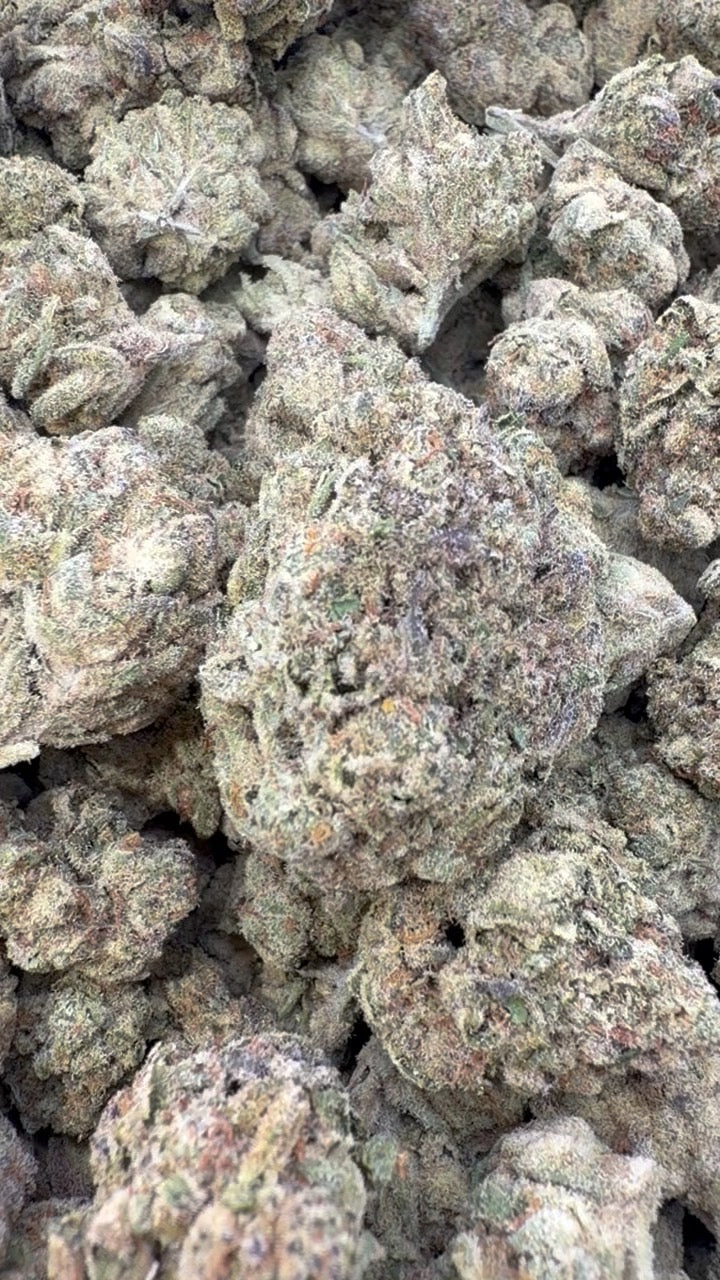 OG Lato - Bulk - Hybrid