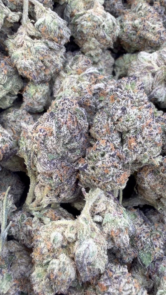 White Gushers - Bulk - (Hybrid)