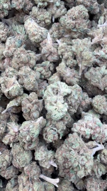 Orange Creamsicle Minis - Bulk Minis - Sativa