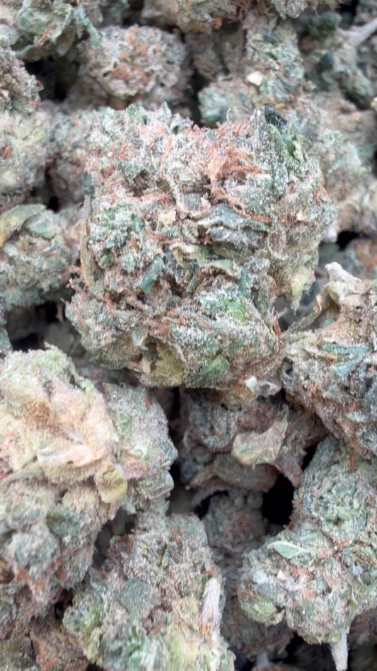 London Pound Cake 97 Indoor Mediums - Bulk Mediums - Indica