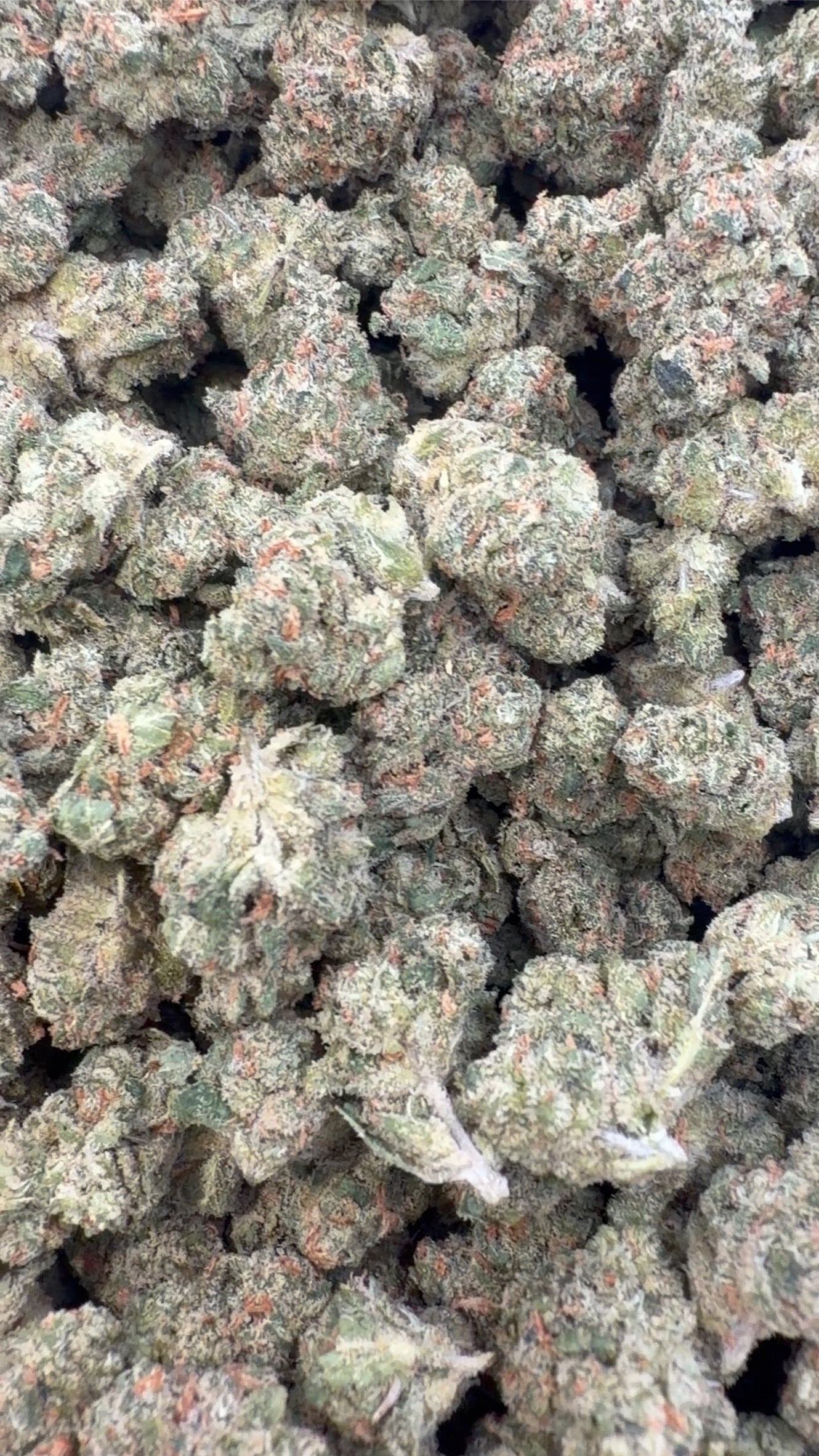 XJ 13 Indoor Minis - Bulk Minis - Sativa