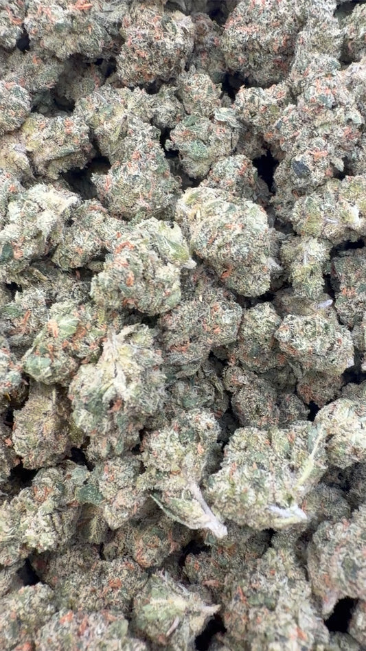 XJ 13 Indoor Minis - Bulk Minis - Sativa