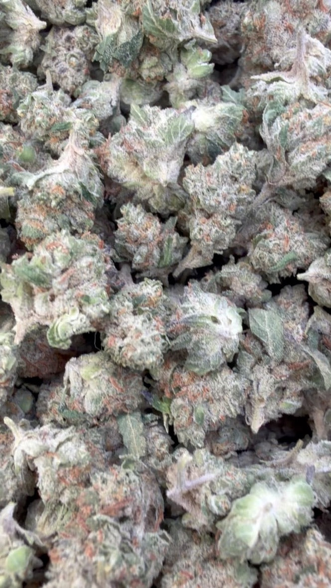 Chocolate Diesel Minis - Bulk Minis - Sativa