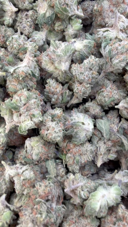 Chocolate Diesel Minis - Bulk Minis - Sativa