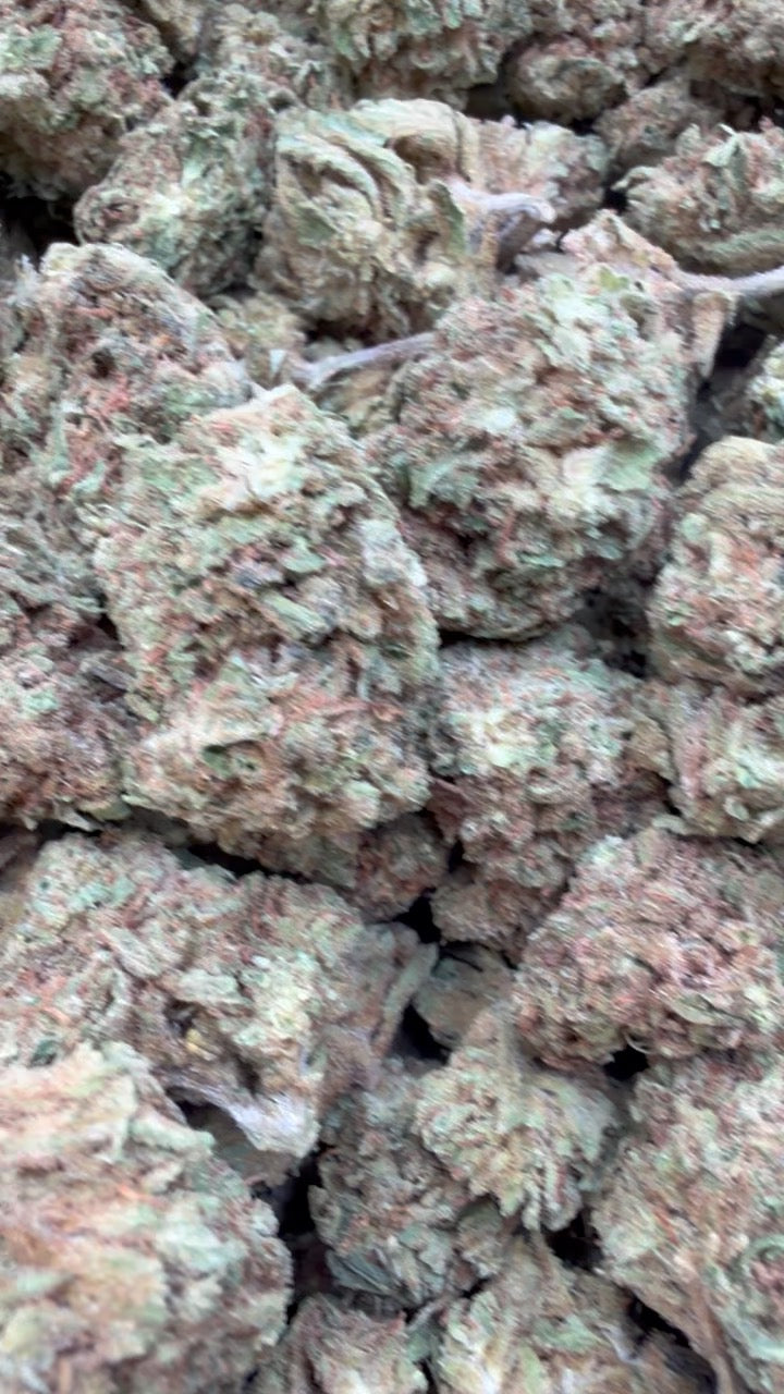 Jack Murphy - Bulk - Indica