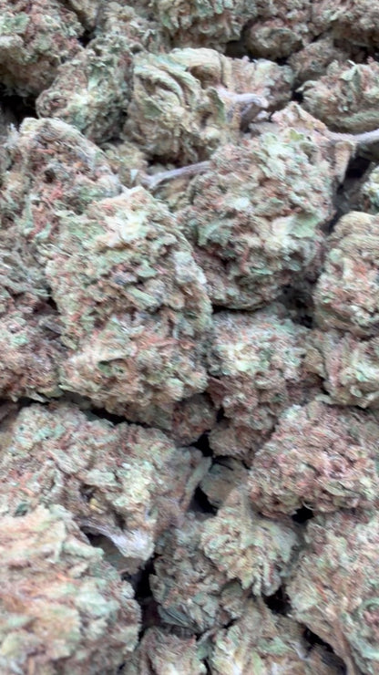 Jack Murphy - Bulk - Indica