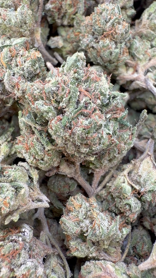 Skywalker OG Indoor Minis - Bulk - Minis (Indica)