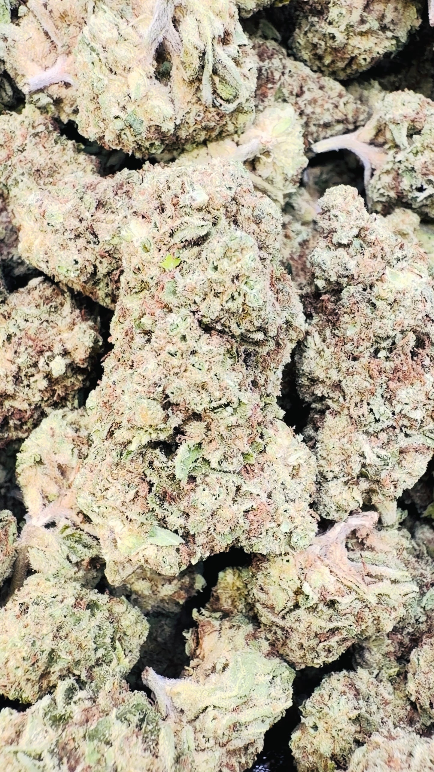 Ice Runtz - Bulk - Indica