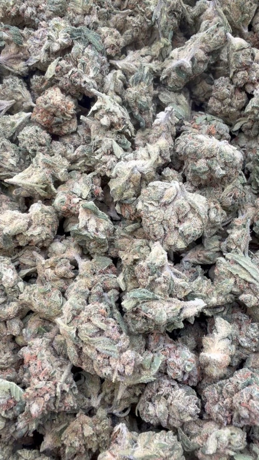 Gary Payton Minis - Bulk Minis - Hybrid