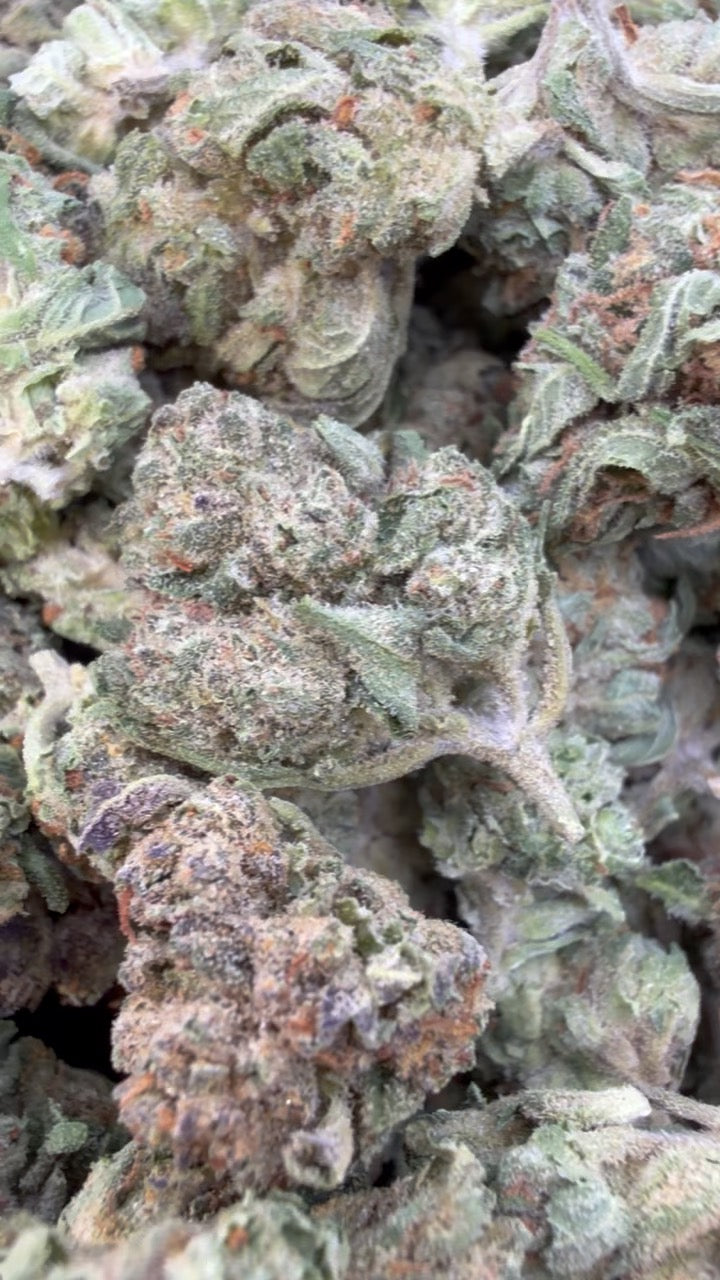 Rainbow Sherbet Minis - Bulk Minis - Hybrid