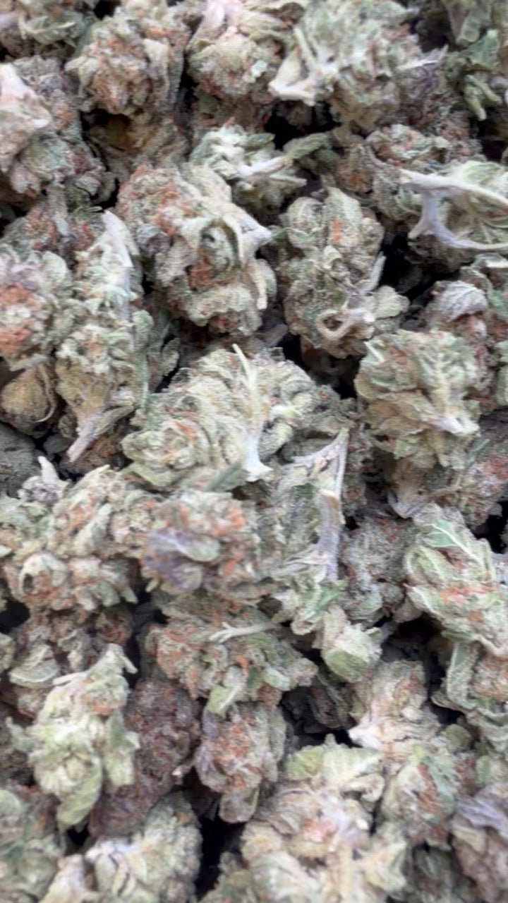 24K Gold Minis - Bulk Minis - Indica