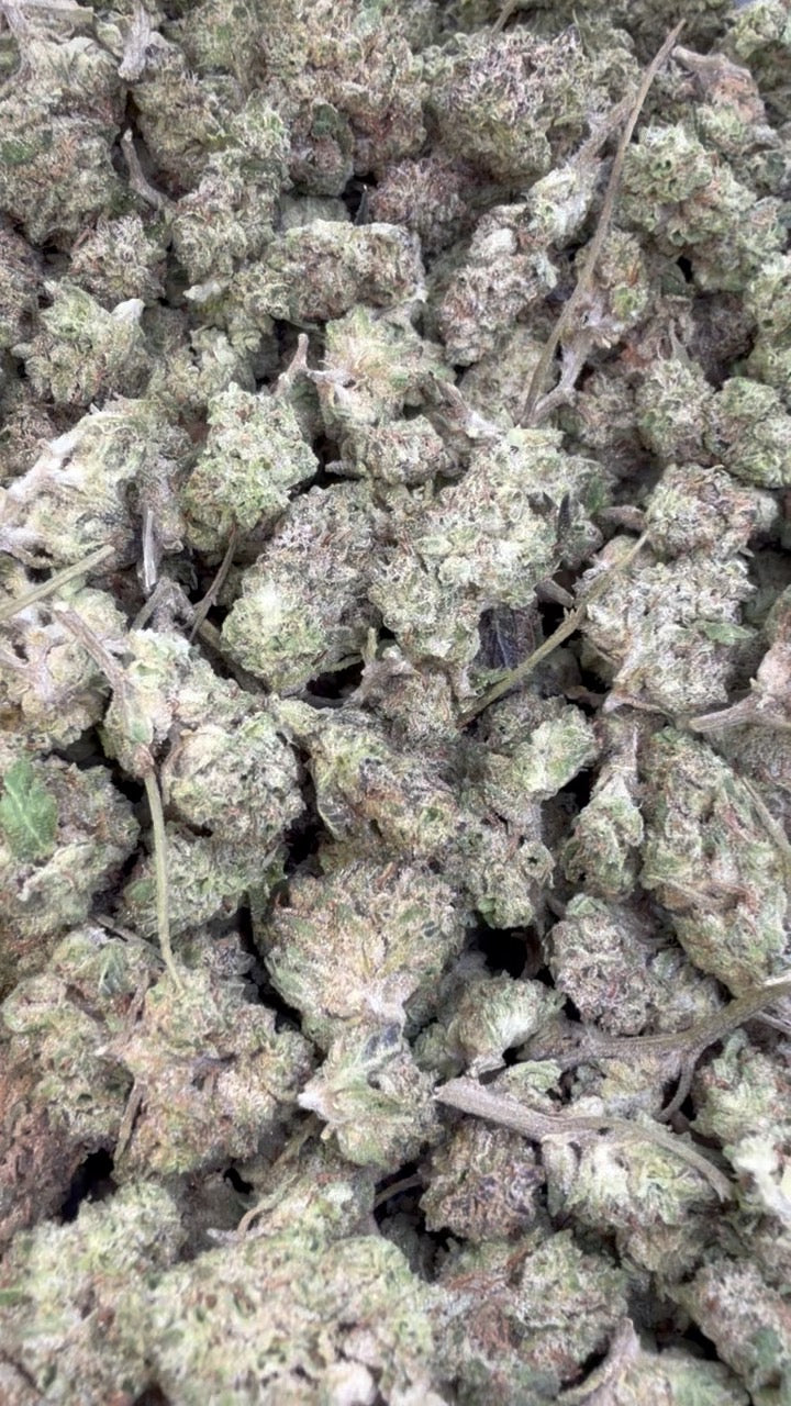 Hashburger Minis - Bulk Minis - Indica