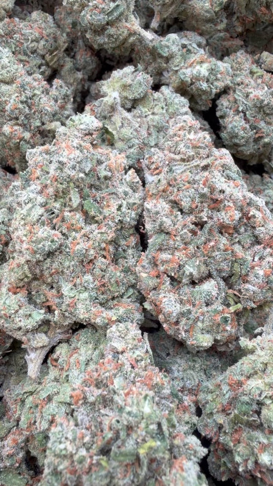 XJ-13 Indoor - Bulk - Sativa