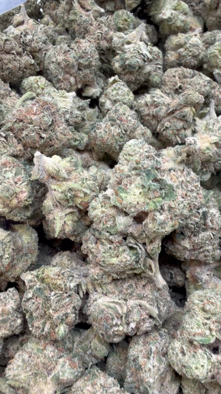 Jungle Gelato - Bulk - Indica