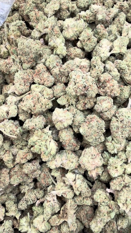 Gelato 33 Minis - Bulk Minis - Hybrid