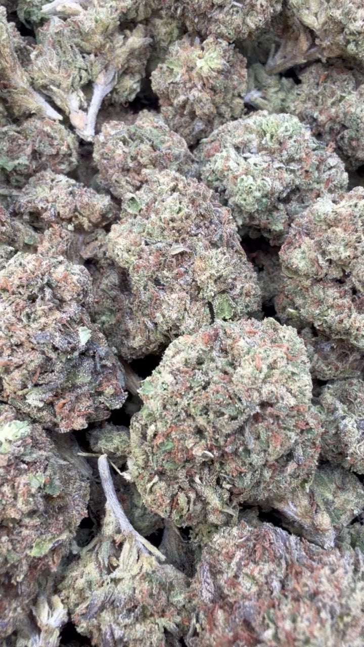 Gelatti - Bulk - Hybrid