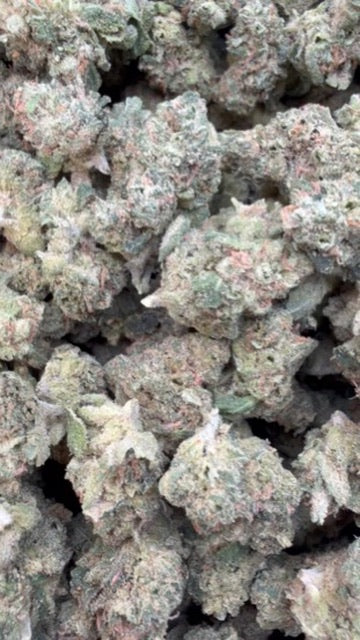 Blue Dream Indoor Minis - Bulk Minis - Sativa