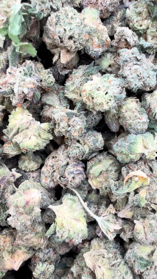 Black Cherry Runtz Indoor Minis - Bulk Minis - Indica