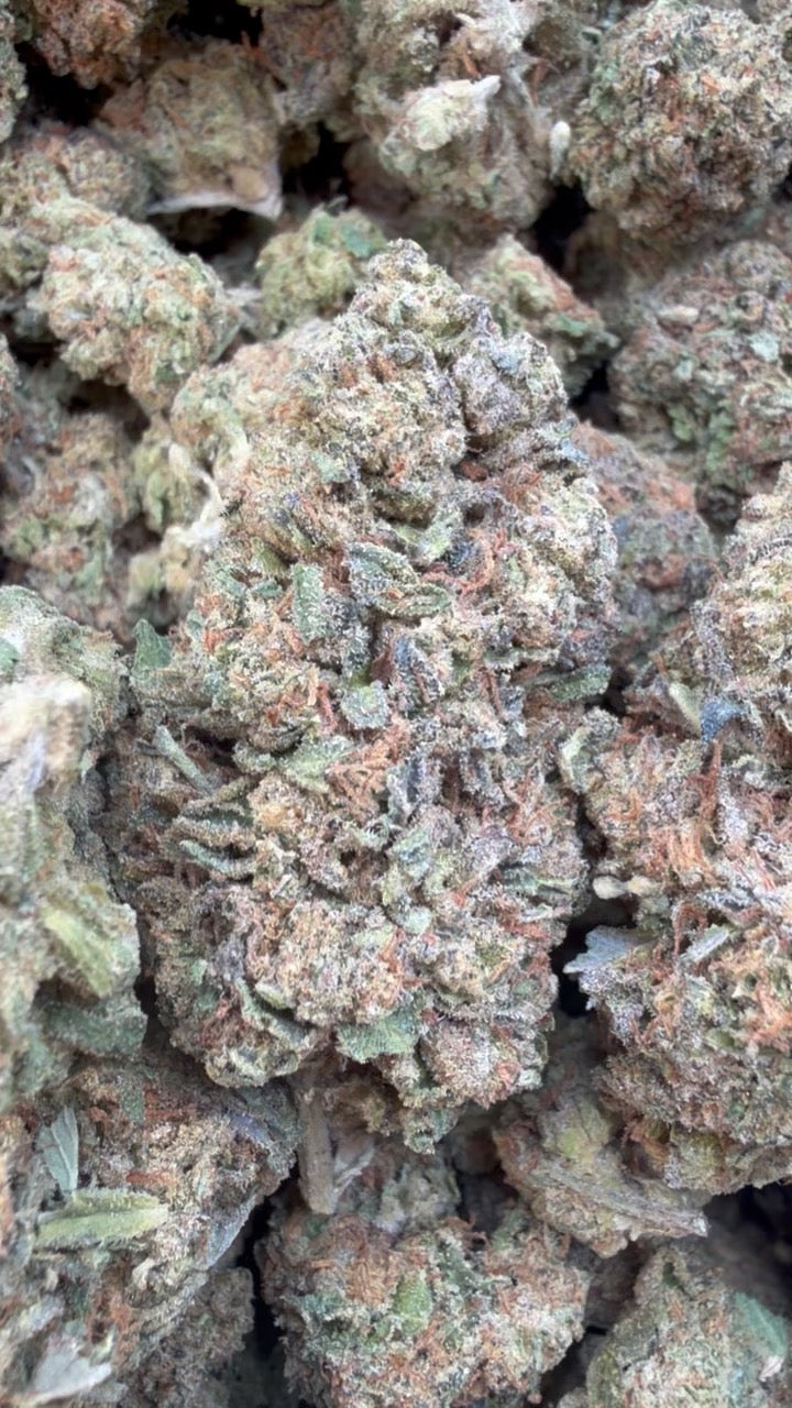 Apple Fritter - Bulk - Hybrid