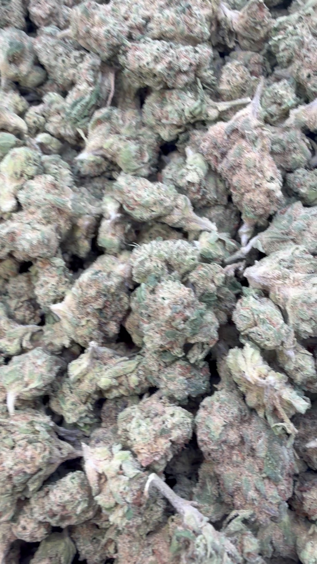 Super Runtz Minis - Bulk Minis - Hybrid