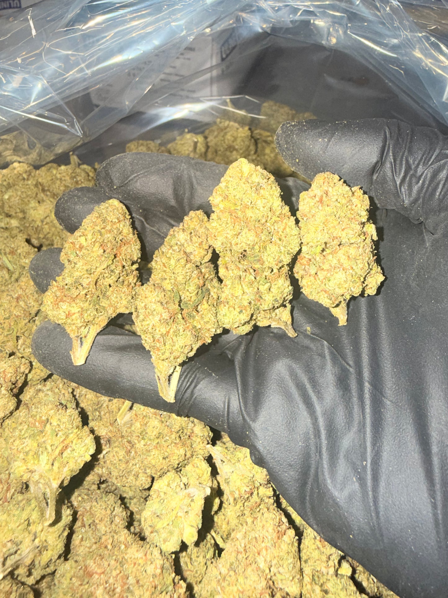Apple Fritter - Bulk (Hybrid)