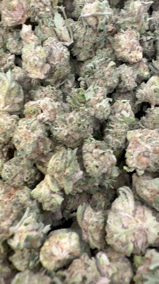 Blueberry Lemon Bars Indoor Minis - Bulk Minis - Hybrid