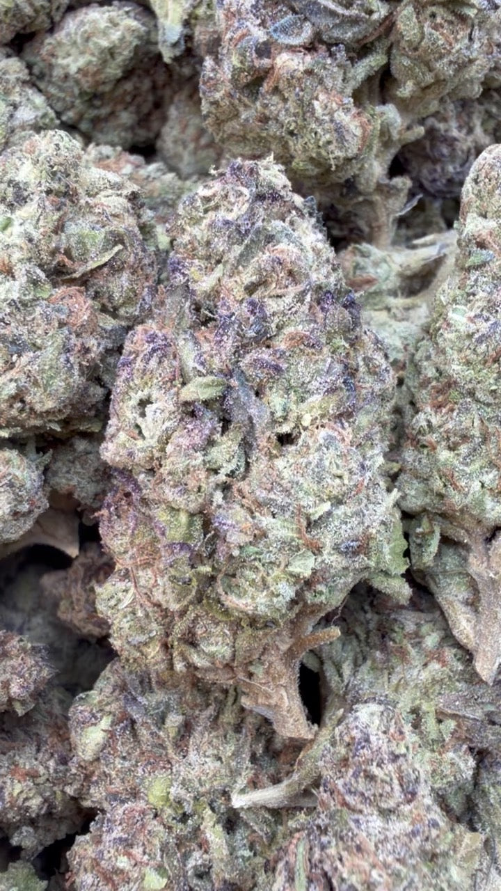 White Gushers - Bulk - (Hybrid)