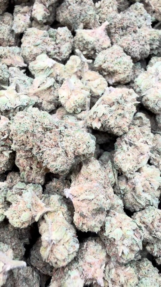 Ice Cream Cake Minis - Bulk Minis - Indica