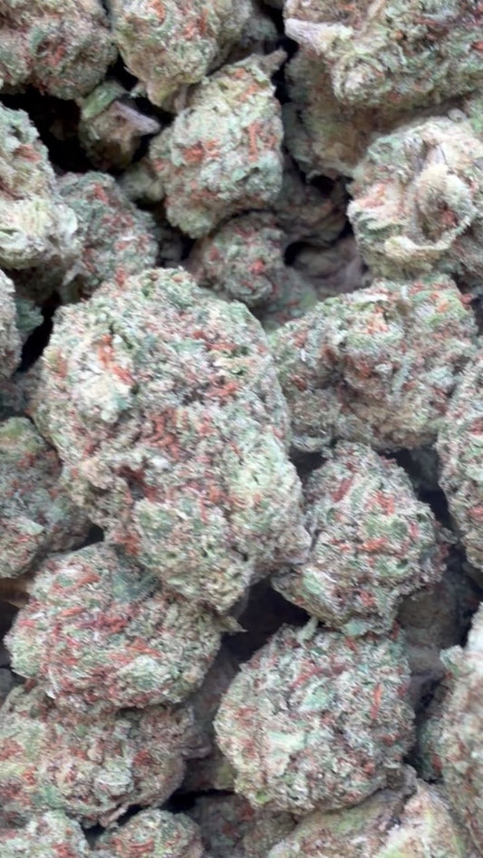 XJ-13 Minis - Bulk Minis - Sativa