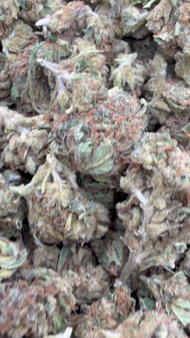 Trainwreck Minis - Bulk Minis - Hybrid