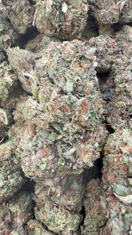 Gelato 41 - Bulk - Hybrid