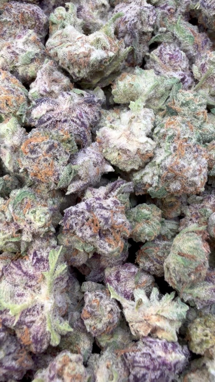 Gary Payton Minis - Bulk Minis - Hybrid