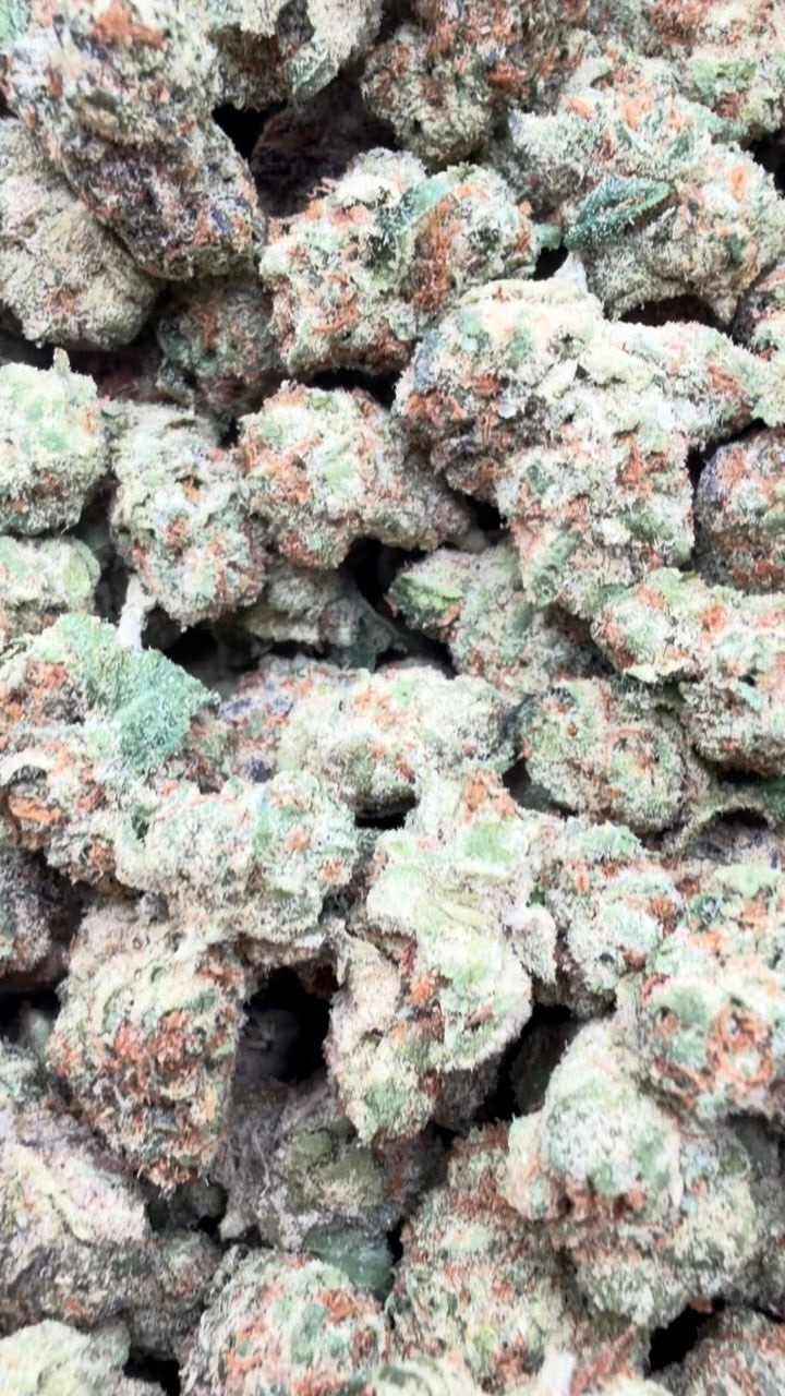 Gelonade Indoor Minis - Bulk Minis - Sativa