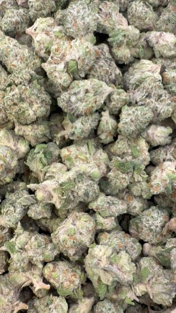 Lemon Bar Indoor Minis - Bulk Minis  - Sativa