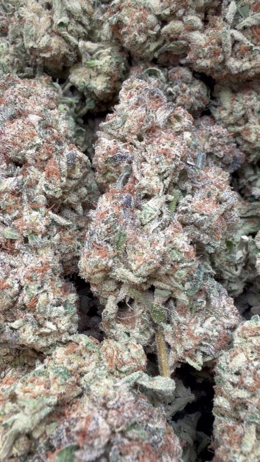 Blueberry Headband  - Bulk - Hybrid