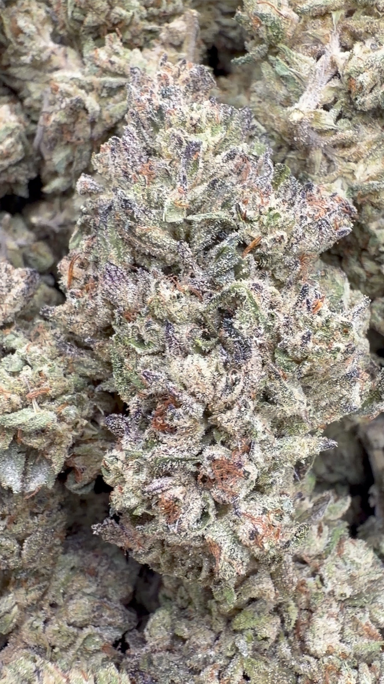Double Cake - Bulk - Hybrid