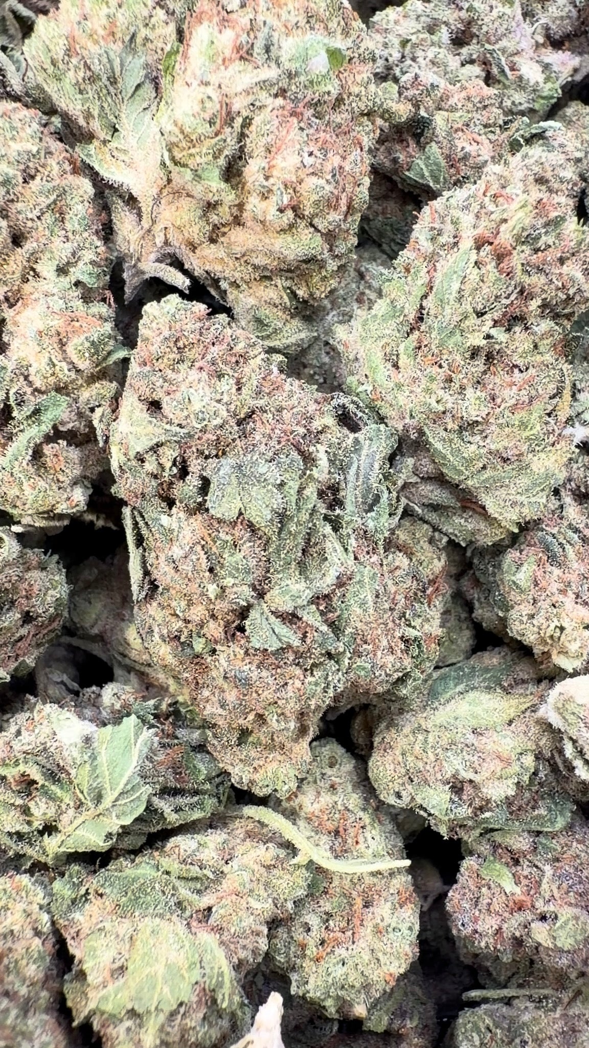 Gelato Cake - Bulk - Hybrid