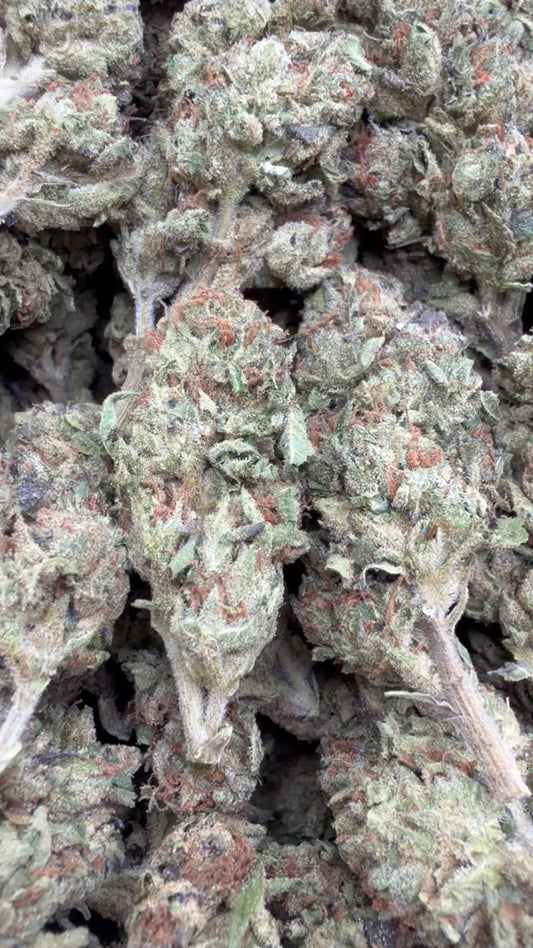 Mochi Gelato - Bulk - Indica