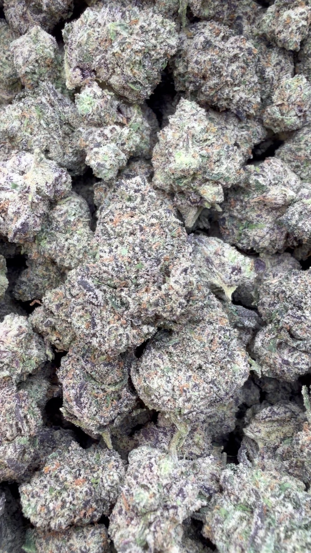 Boutique Exotics Jolly Ranchers Mediums - Bulk Mediums - Indica