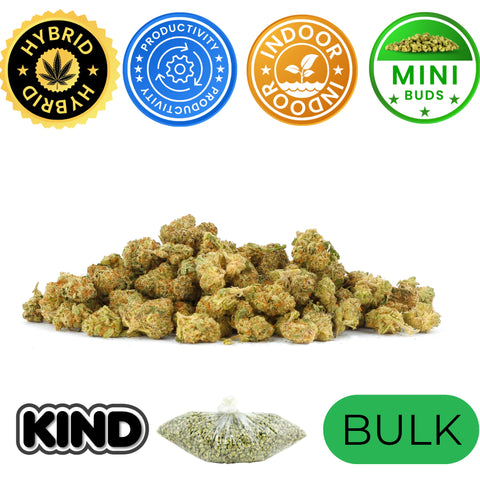 Candy Runtz - Bulk - Minis (Hybrid)