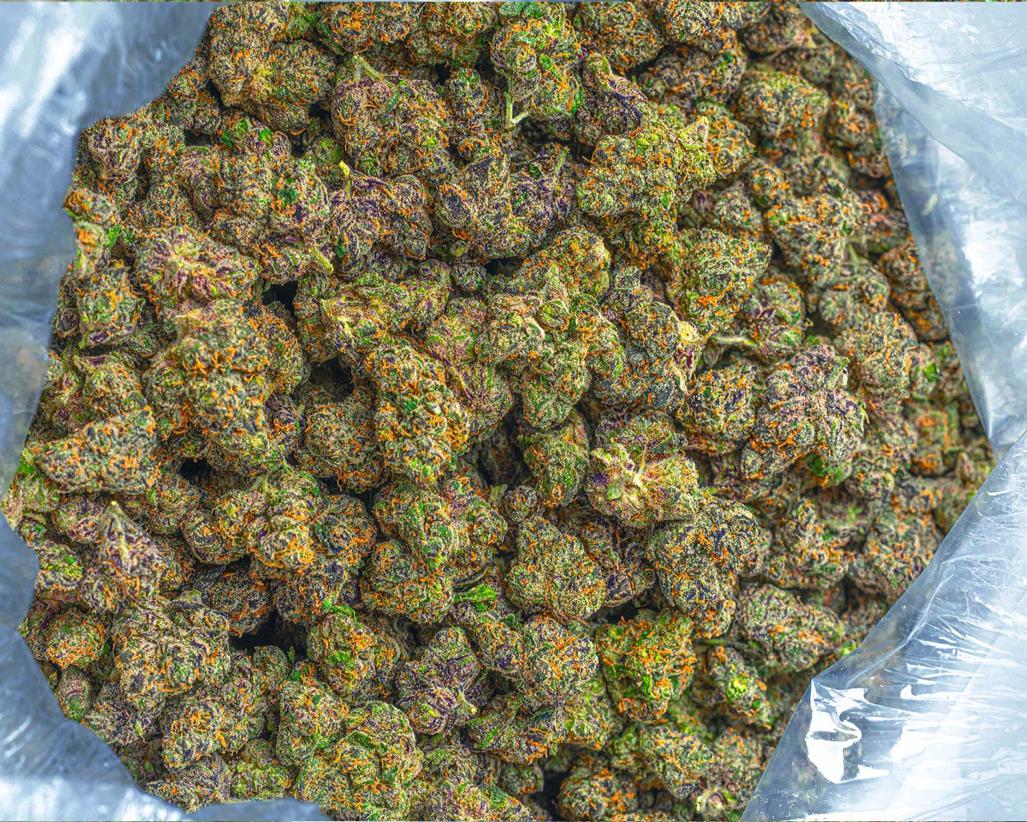 Bulk bag of SmokeKind flower