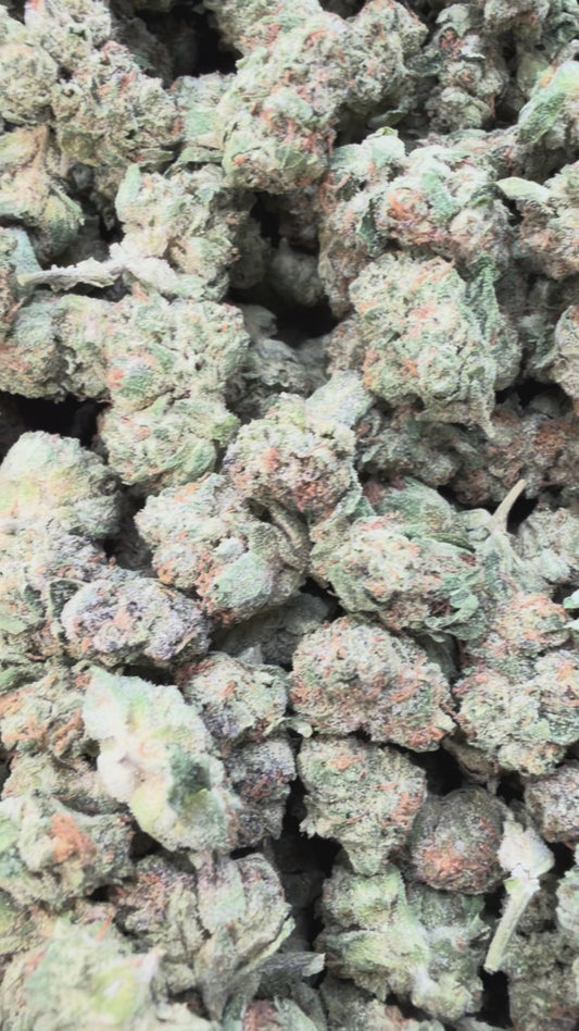 Double Cake Minis - Bulk Minis - Hybrid