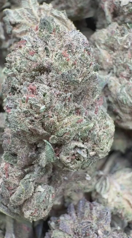 Berry Gelato - Bulk - Hybrid