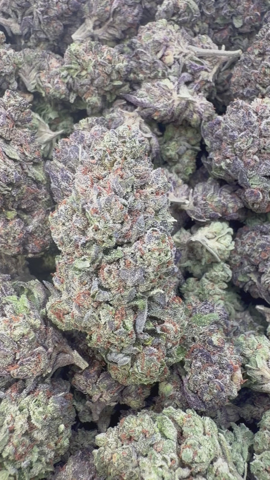 Biscotti 33 - Bulk - Indica
