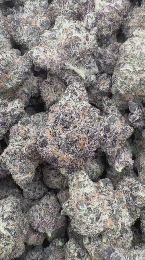 Jealousy Indoor - Bulk - Hybrid