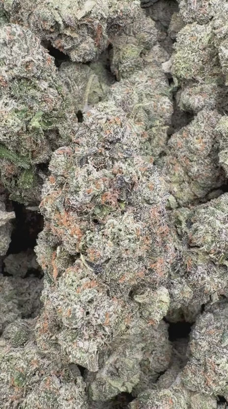 Warheads Indoor - Bulk - Sativa